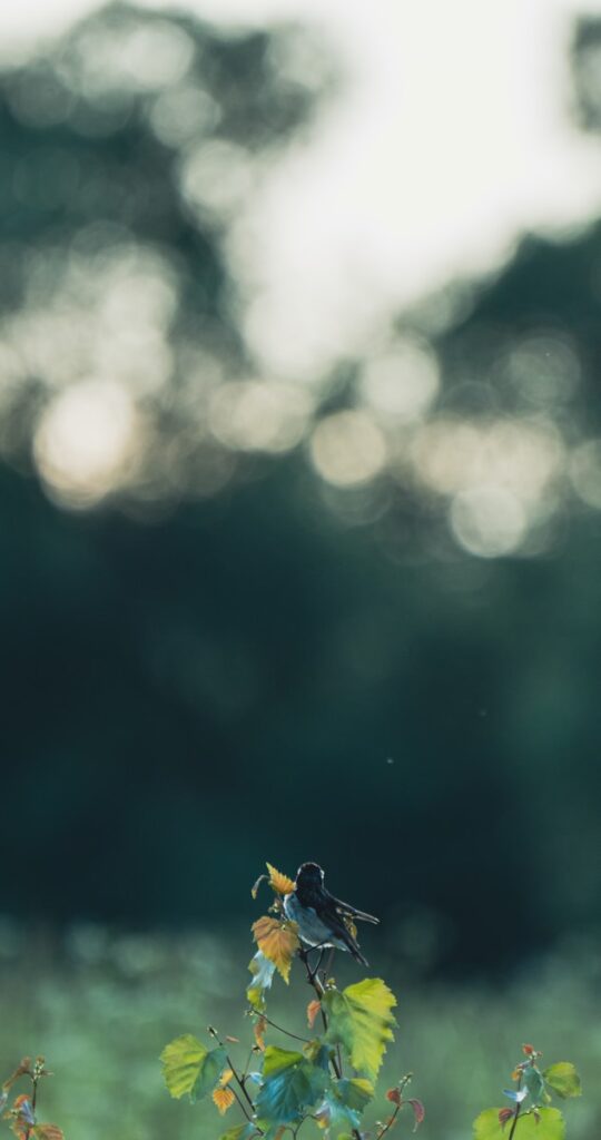 A bird sitting on a branch of a tree