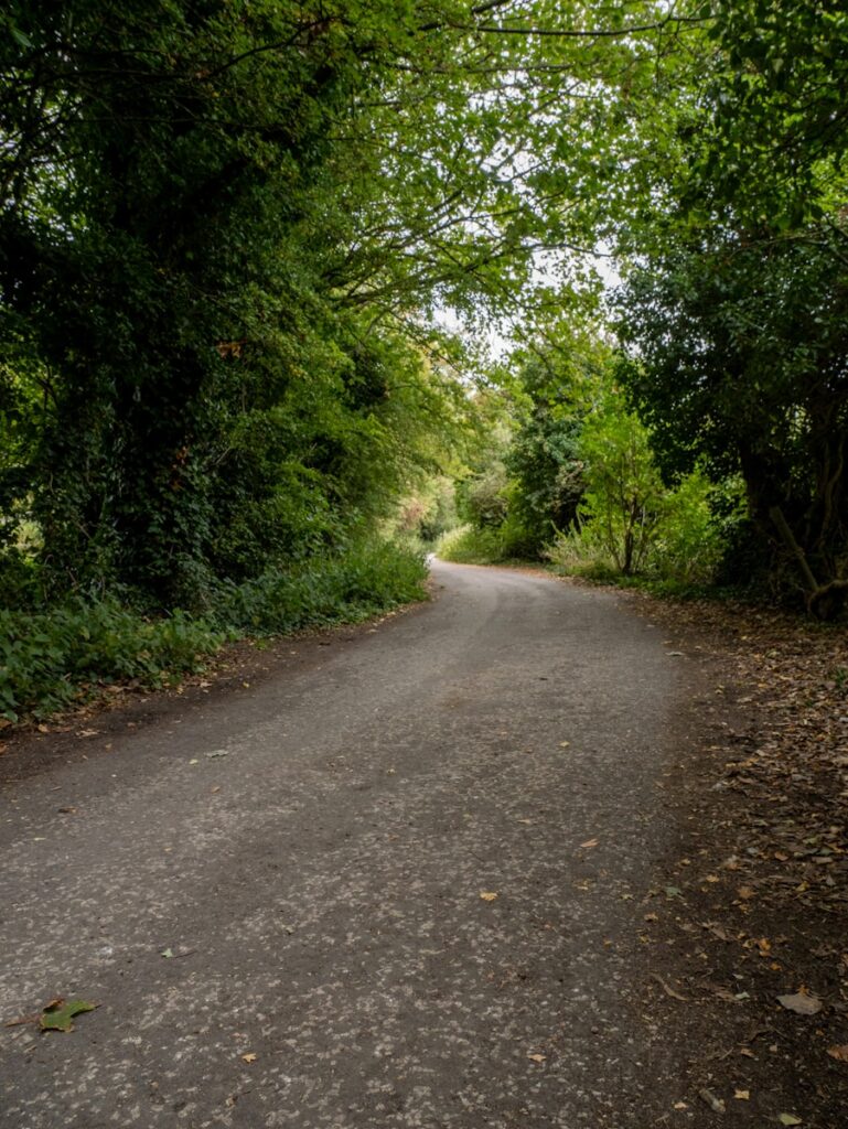 A winding road through a lush green forest.
