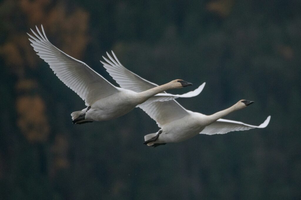 two white swans flying in the air