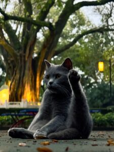A cat sitting on the ground in front of a tree