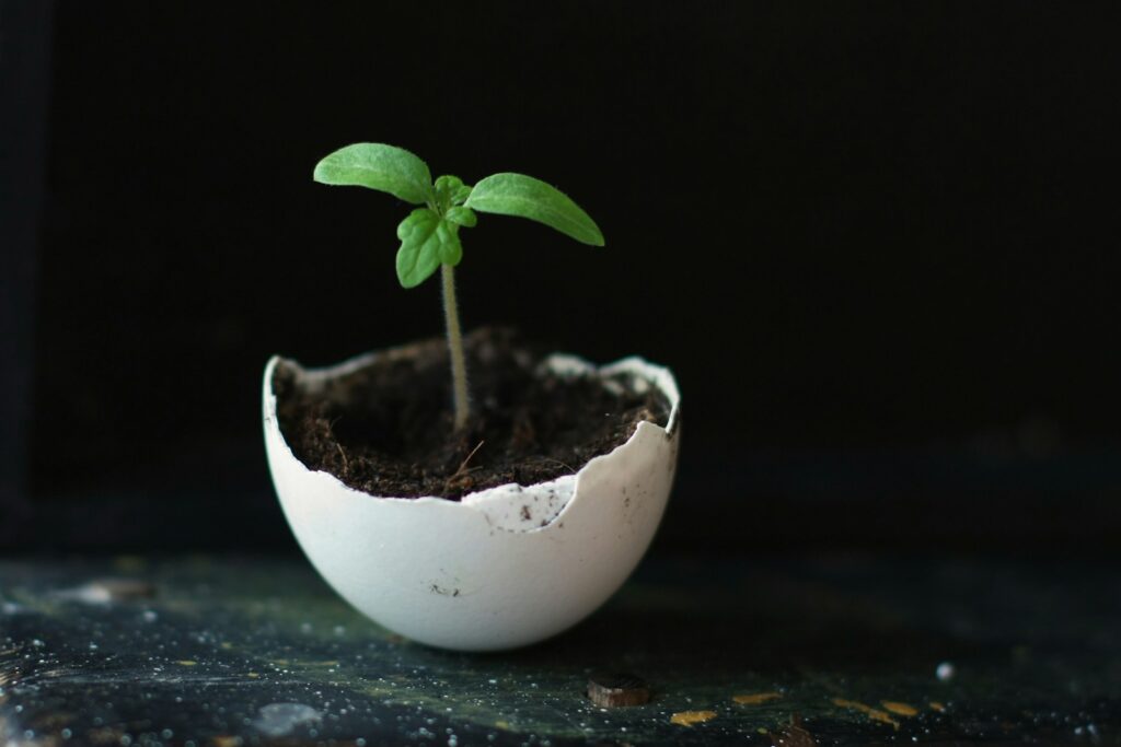 a small plant sprouting out of an egg shell